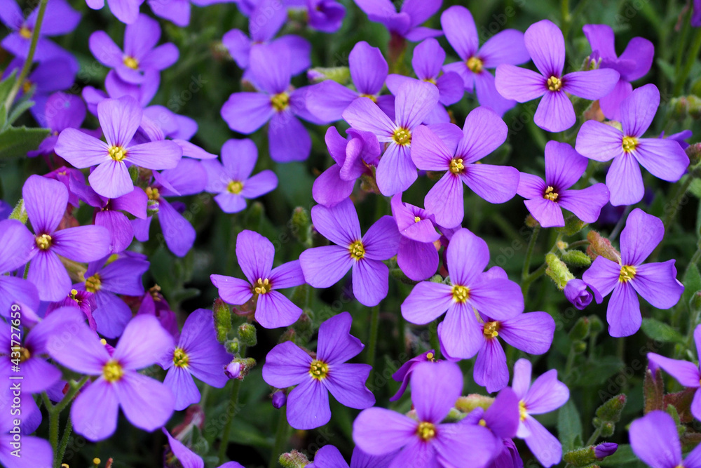 many small purple flowers of lesser periwinkle in spring top view. purple background with flowers