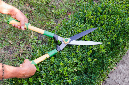 Hands of man cuts branches from boxwood bush with garden pruner. Buxus sempervirens.
