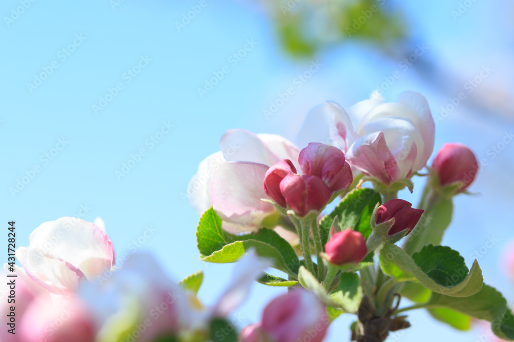 Apple blossoms over blurred nature background. Spring flowers. Spring Background. Apple blossoms over blurred nature background. Spring flowers. Spring Background.