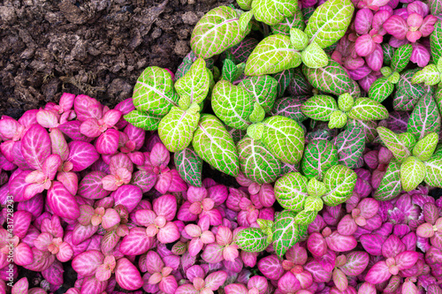 Green and neon pink color, mix of fittonia albivenis plants. Colorful leaf texture, for background. .Tropical houseplant top view.