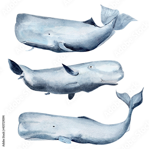 Whale sperm whale watercolor elements set. Template for decorating designs and illustrations.