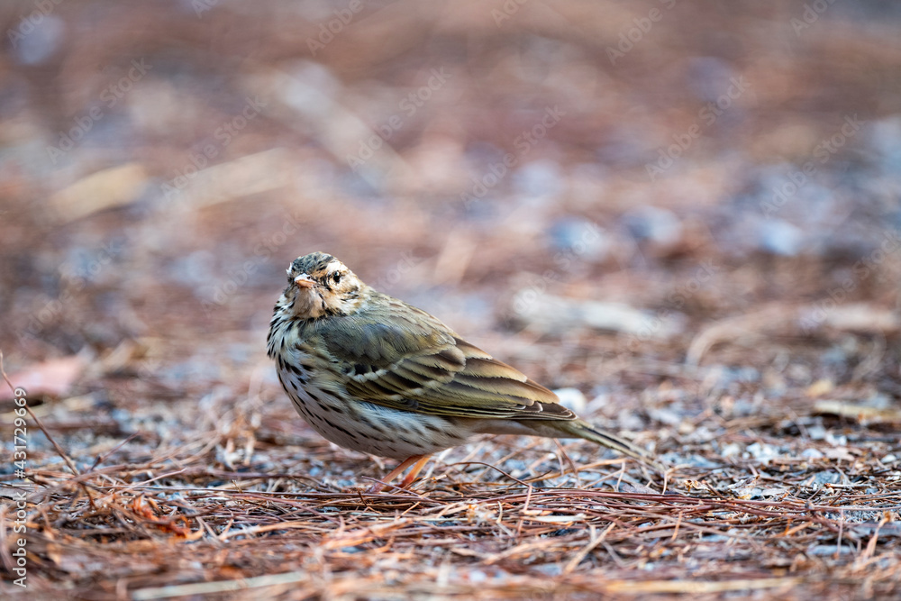 Olive - backed Pipit Olive - backed Pipit