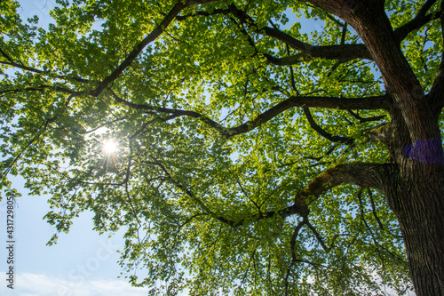 Φωτογραφία Sun shines through new leaves on elm tree in Washington, DC.