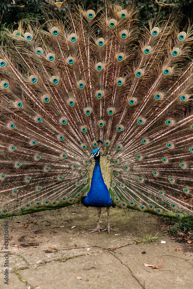 Fototapeta premium Portrait of beautiful peacock with feathers out