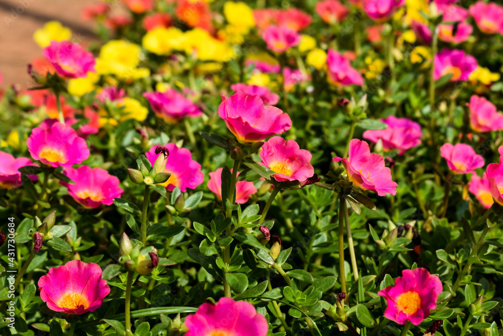 Naklejka premium Portulaca flower moss rose flowers of different colors