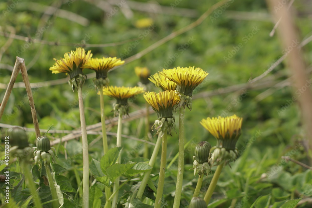 young dandelions grow in the meadow young dandelions grow in the meadow