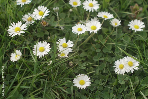 daisies grow in the meadow 