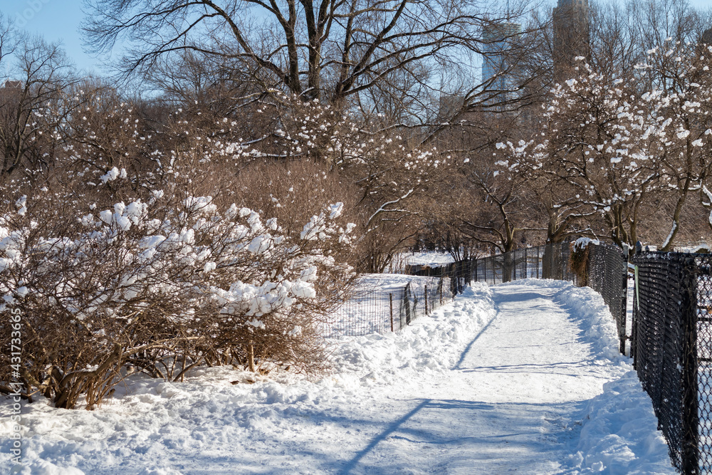 Naklejka premium Beautiful Snow Covered Trail with Bare Trees at Central Park in New York City during the Winter