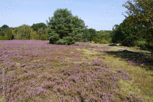 Blühende Heide in der Lüneburger Heide