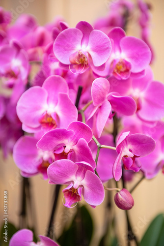 Floral background of pink orchids blooming with spring mood