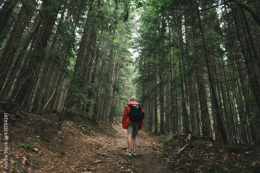 Hiker man with backpack and raincoat climbing mountain walking through forest path, rear view. Hiker goes up the mountain path. Wildlife in coniferous mountain forest and man tourist. Hiker man with backpack and raincoat climbing mountain walking through forest path, rear view. Hiker goes up the mountain path. Wildlife in coniferous mountain forest and man tourist.