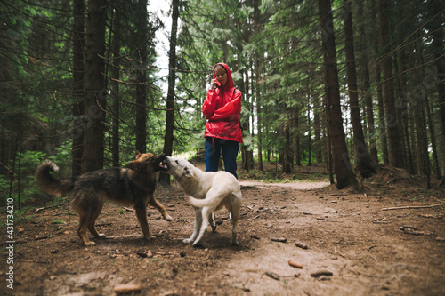 Hiker woman in an abdominal raincoat stands on a path in the forest and communicates on the phone, watching two dogs play. Girl walks in the forest with two dogs and calls on the phone. © bodnarphoto