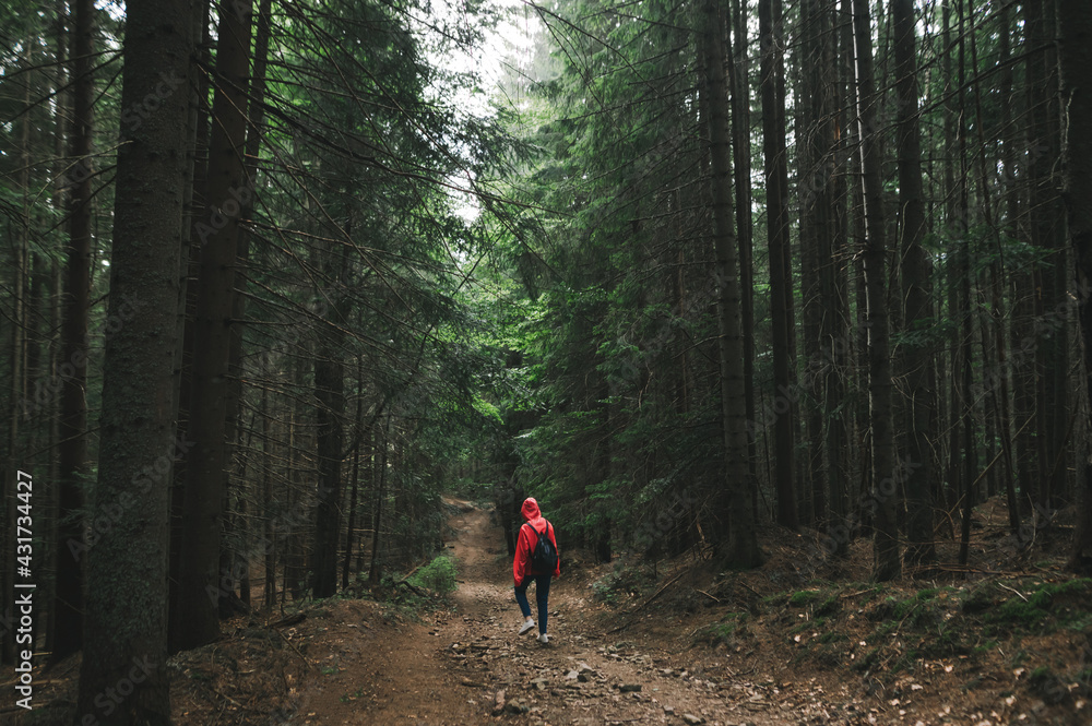 Minimalistic shot of a tall slim woman with backpack in a red waterproof jacket walking into the wonderful fir woods in the mountains. Background, copy space. Minimalistic shot of a tall slim woman with backpack in a red waterproof jacket walking into the wonderful fir woods in the mountains. Background, copy space.