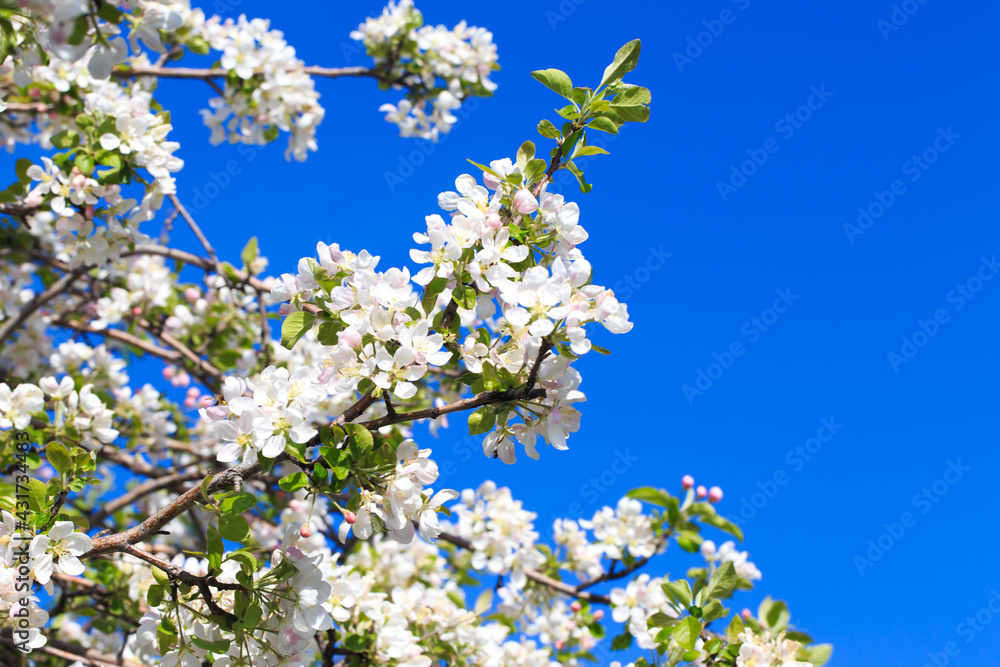 Apple blossoms over blurred nature background. Spring flowers. Spring Background. Apple blossoms over blurred nature background. Spring flowers. Spring Background.