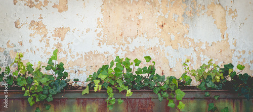 textured wall with ivy