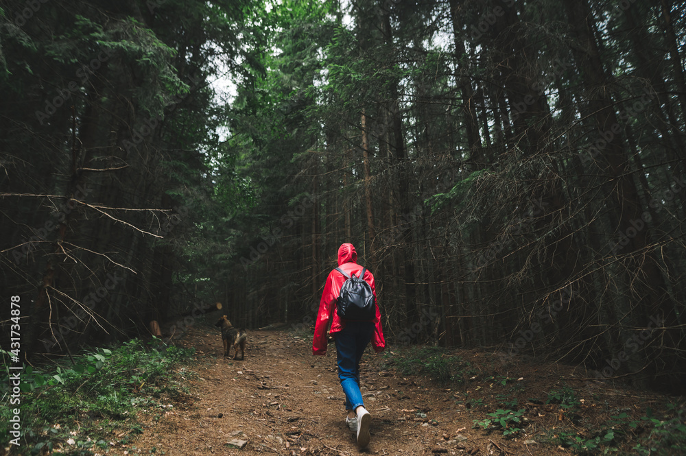 Back of a female tourist walks down a mountain path through a forest with a dog, wearing a red raincoat and a backpack. Hiker woman in mountain hike moves through forest path with coniferous trees.