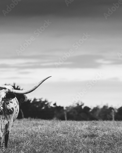 Фотография longhorn cow in a field
