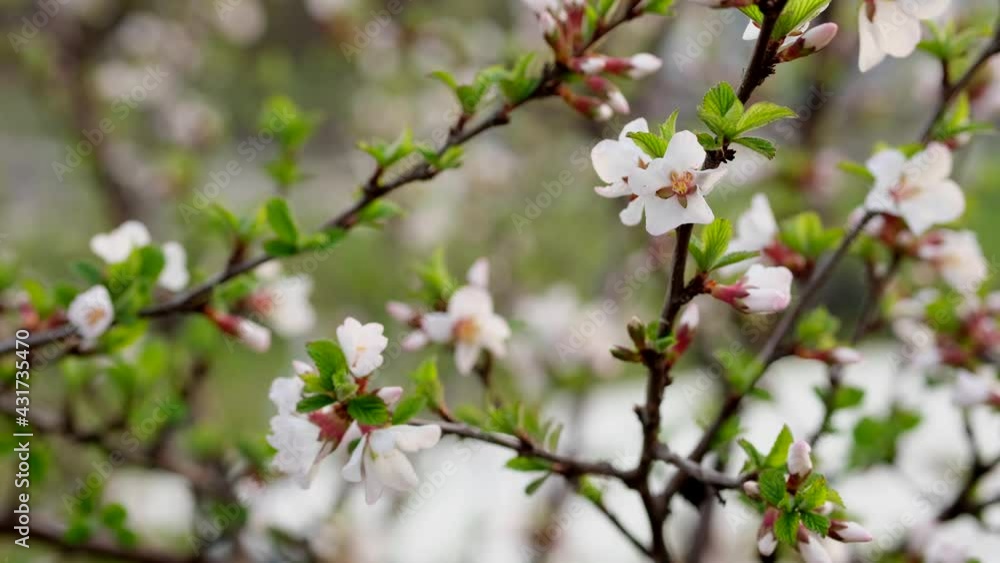 White cherry blossom blooming in a garden. Flowering trees in spring in country. White cherry blossom blooming in a garden. Flowering trees in spring in country.