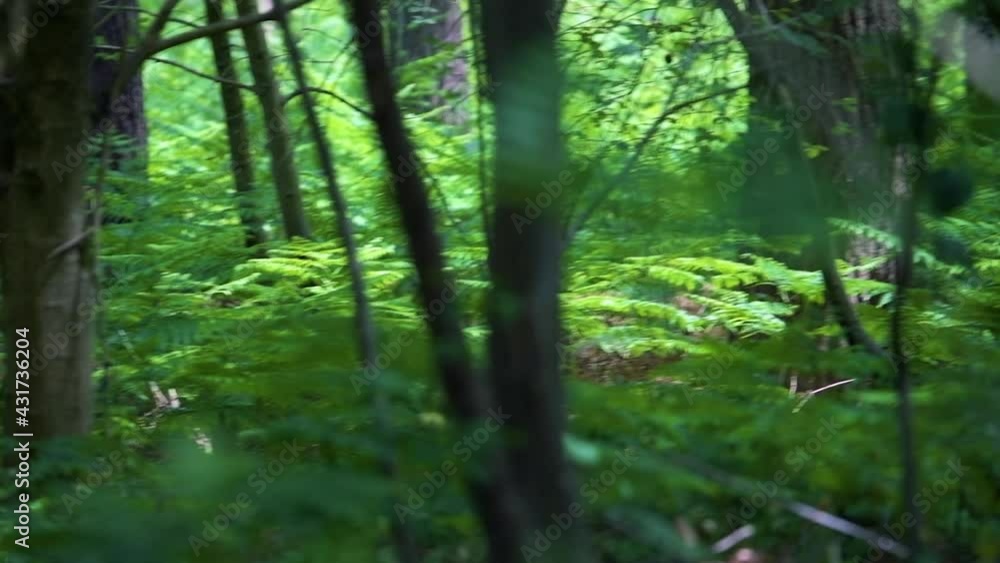 Forest and Woodland under dense treetops with foliage and dark shadows. Shot in Summer of 2020 in England Forest and Woodland under dense treetops with foliage and dark shadows. Shot in Summer of 2020 in England