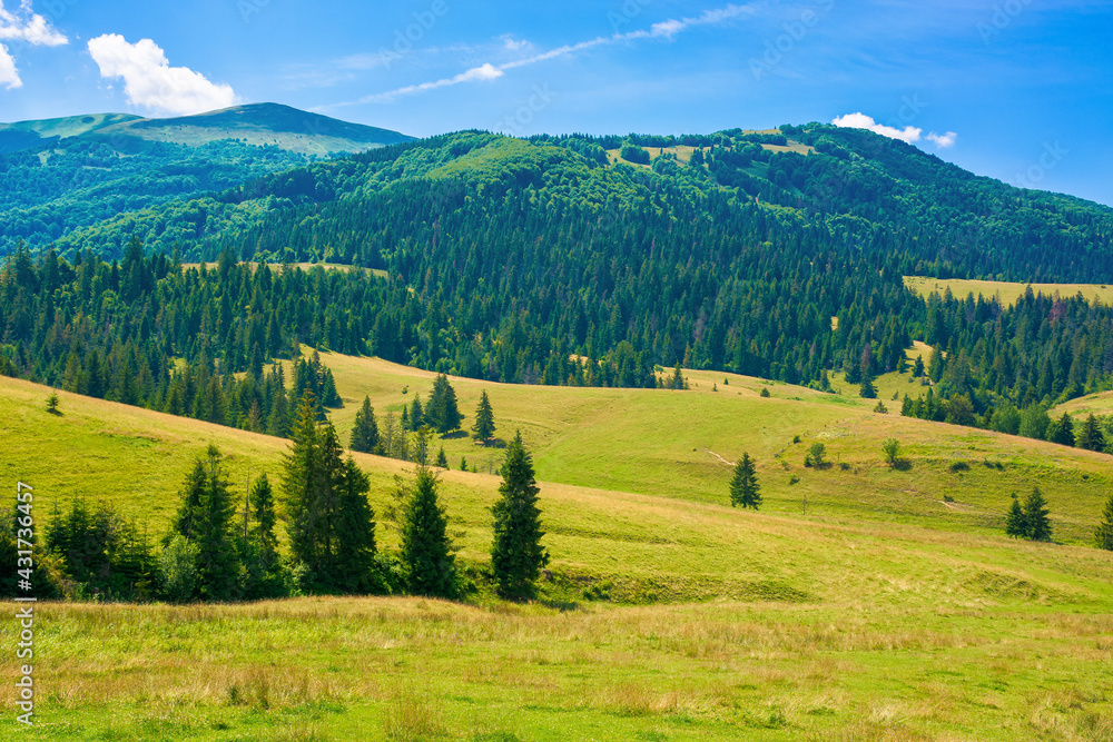 rural fields in mountainous countryside. trees on the grassy hills. summer landscape on a bright sunny day