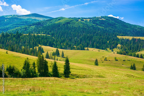 rural fields in mountainous countryside. trees on the grassy hills. summer landscape on a bright sunny day © Pellinni