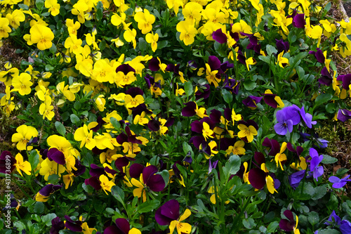 Close-up composition of purple and yellow flowers in the forest in spring.