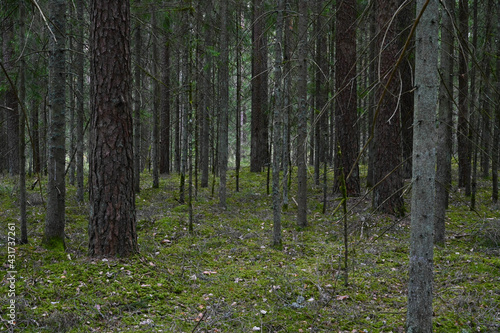 Coniferous forest thicket in spring.