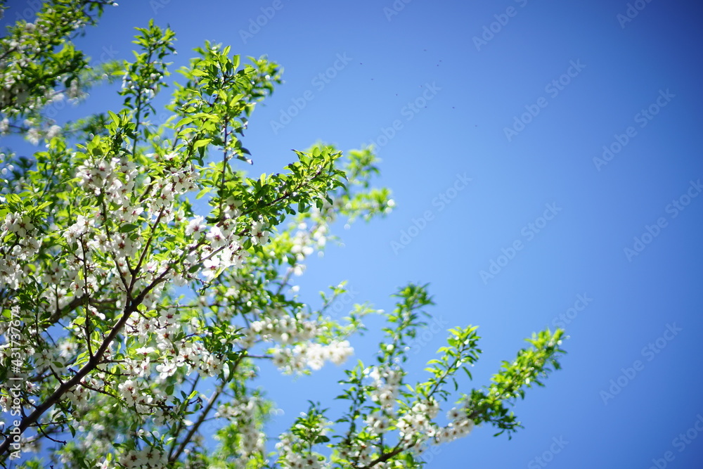 Blooming almond tree with white flowers in spring garden on blue sky background. Blooming almond tree with white flowers in spring garden on blue sky background.