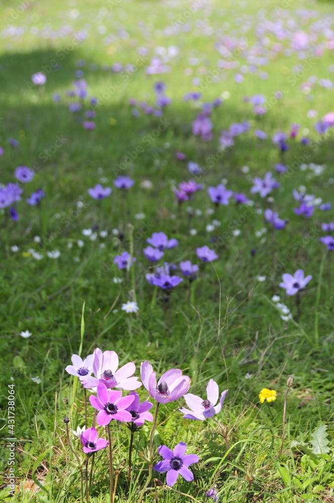Closeup of colourful flowers in Greece in Spring Closeup of colourful flowers in Greece in Spring