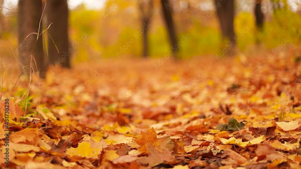 Falling dry yellow, orange and red autumn leaves in fall park. Autumn trees landscape, fall season Falling dry yellow, orange and red autumn leaves in fall park. Autumn trees landscape, fall season