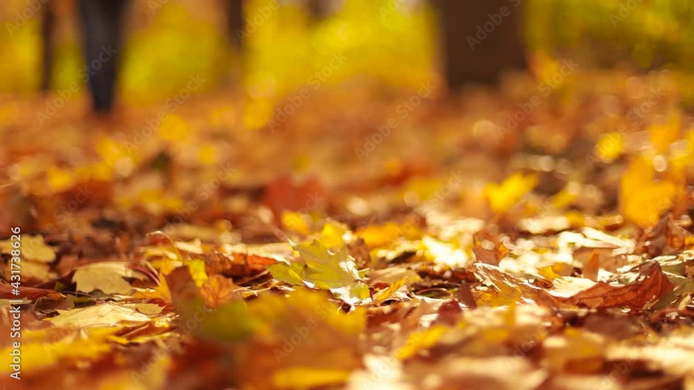 Female legs in boots on yellow orange fallen carpet. Walk in the autumn forest. Stylish woman in burgundy boots enjoying autumn weather in city park Female legs in boots on yellow orange fallen carpet. Walk in the autumn forest. Stylish woman in burgundy boots enjoying autumn weather in city park