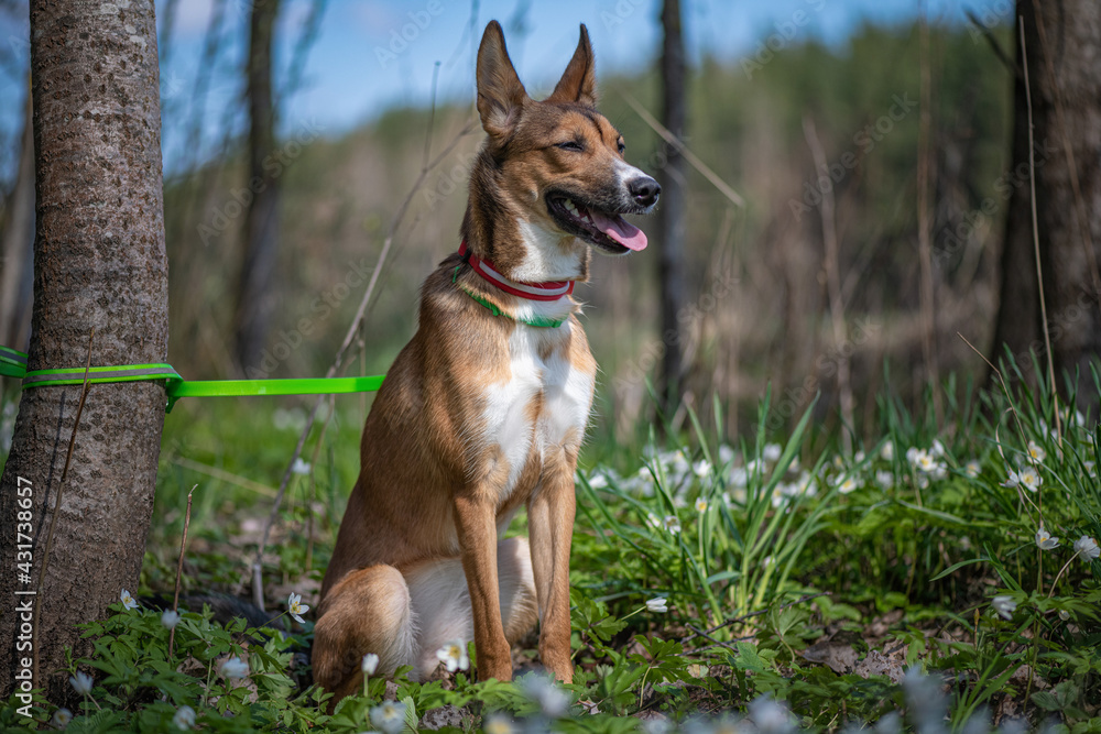 Beautiful purebred young dog on a leash in the spring forest.