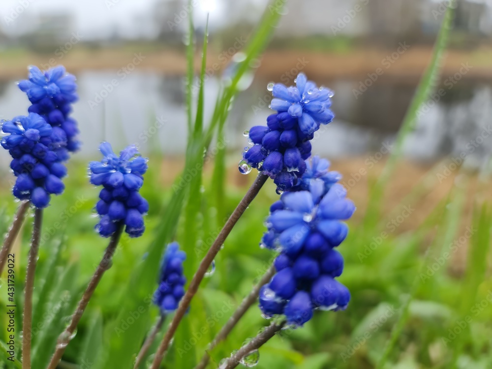 Blue flowers. Flowers close-up. Dew on flowers.