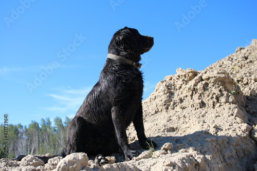 wet black labrador dog sitting on a mountain pet animal on a walk