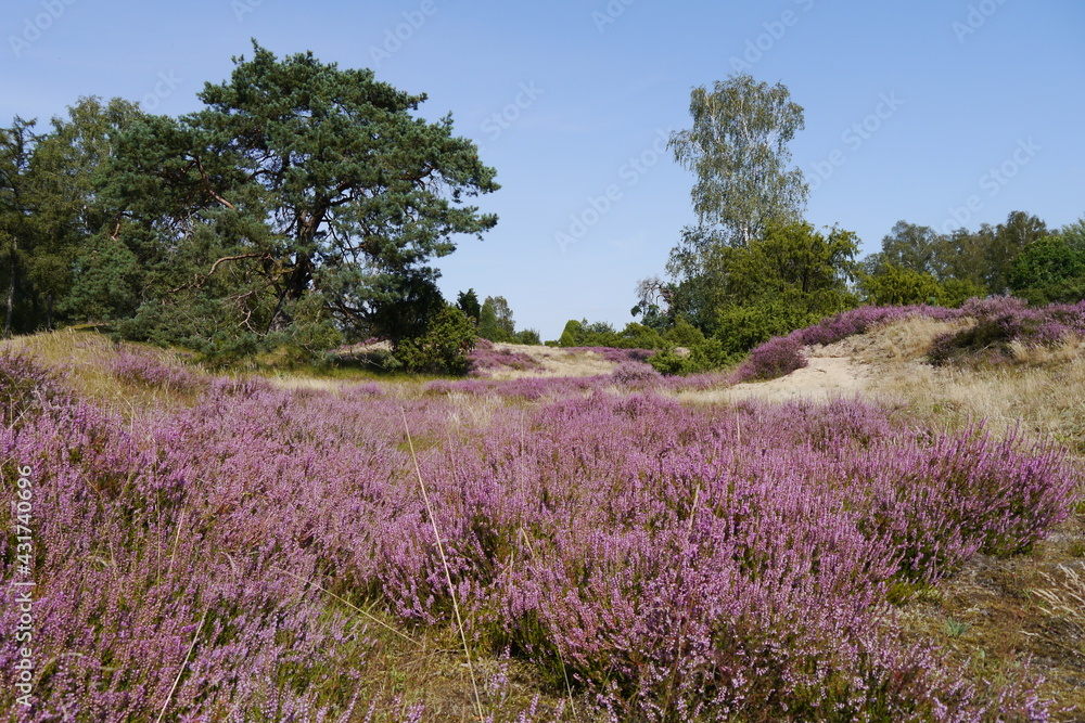 Lüneburger Heide mit Sanddüne und Heideblüte Lüneburger Heide mit Sanddüne und Heideblüte