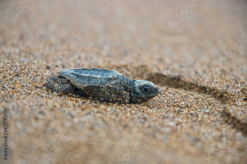 Baby turtle going to the sea