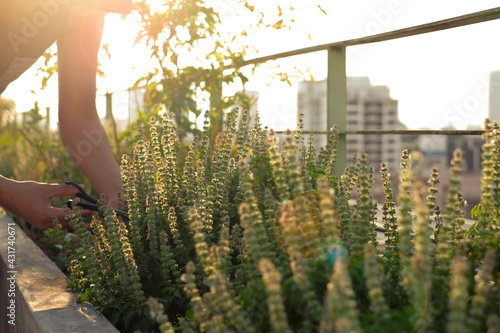 man is collecting herbs on rooftop