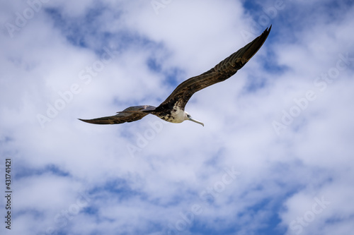 Flying seagull. Bird in the sky.