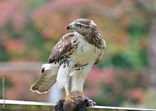 Pausing in its feeding, an immature Coopers hawk looks for competitors