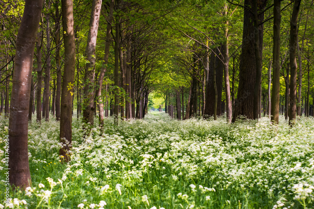 Blütenallee Blütenallee