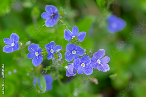 Fototapeta Naklejka Na Ścianę i Meble -  Veronica chamaedrys germander speedwell flowering plant, small flowers with deep blue petals in bloom