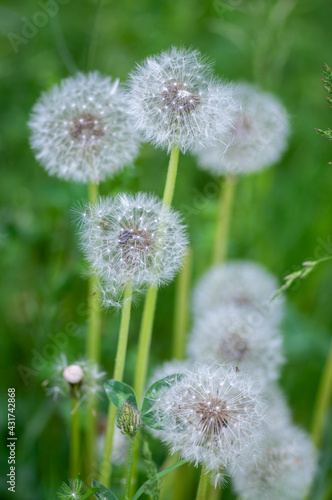 Common dandelion Taraxacum officinale faded flowers looks like snow ball  ripe cypselae fruits