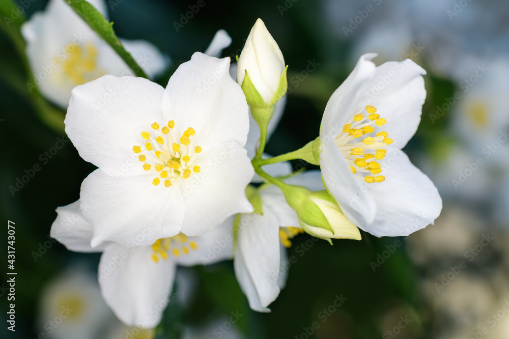 Obraz premium Blooming jasmine flower. Spring and summer background