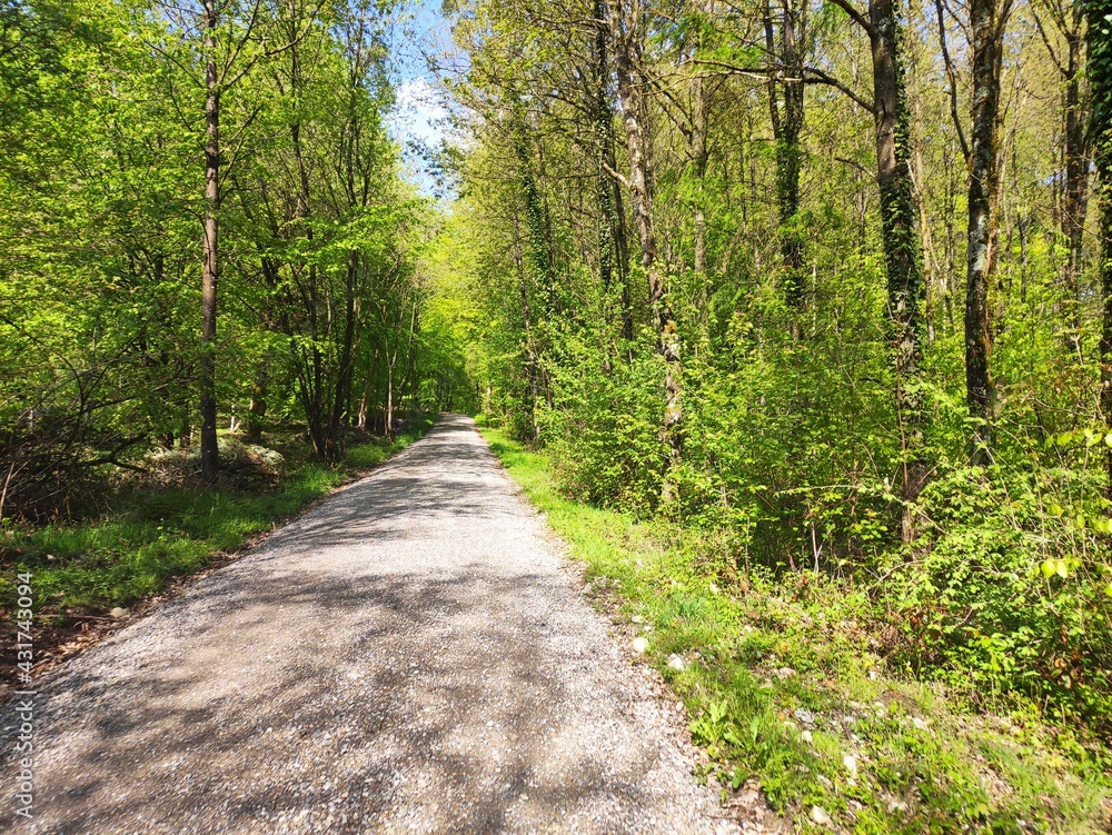 Gravel path through forest during spring