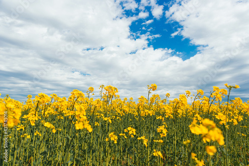 Photo of beautiful rape blooming field during summer time