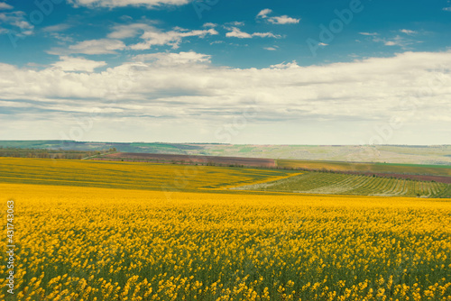 Landscape of beautiful blossom rape field in meadow over cloudy sky