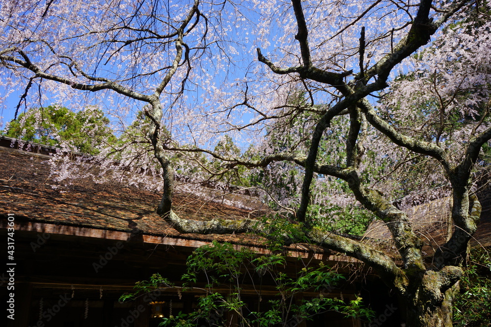 Yoshinoyama Sakura cherry blossom at Mikumari-jinja shrine. Mount Yoshino in Nara, Japan's most famous cherry blossom viewing spot - 日本 奈良 水分神社 しだれ桜 Yoshinoyama Sakura cherry blossom at Mikumari-jinja shrine. Mount Yoshino in Nara, Japan's most famous cherry blossom viewing spot - 日本 奈良 水分神社 しだれ桜