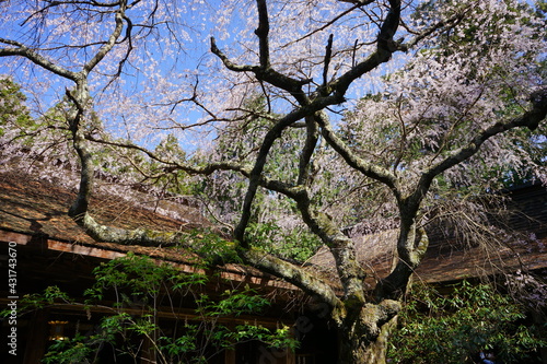 Yoshinoyama sakura cherry blossom at Mikumari-jinja shrine. Mount Yoshino in Nara Prefecture, Japan's most famous cherry blossom viewing spot - 日本 奈良 水分神社のしだれ桜 © Eric Akashi