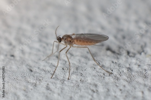small insect Mycetophilidae fungus gnats © Tomas