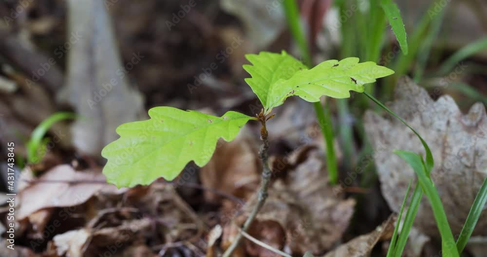 The sapling of a Quercus petraea, sessile oak on a forest floor The sapling of a Quercus petraea, sessile oak on a forest floor